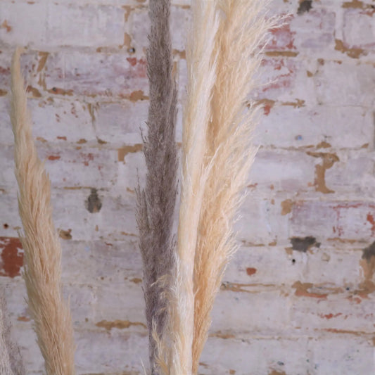 Pampas Grass Pack of 6 Light and Dark Long Stems Closeup of Light Coloured Stems