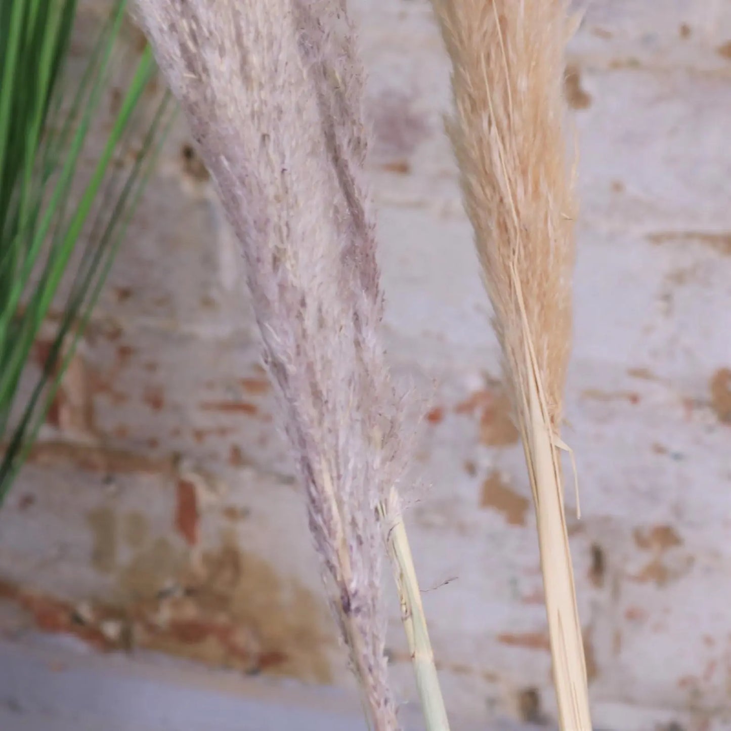 Pampas Grass Pack of 6 Light and Dark Long Stems Closeup of Dark Coloured Stems