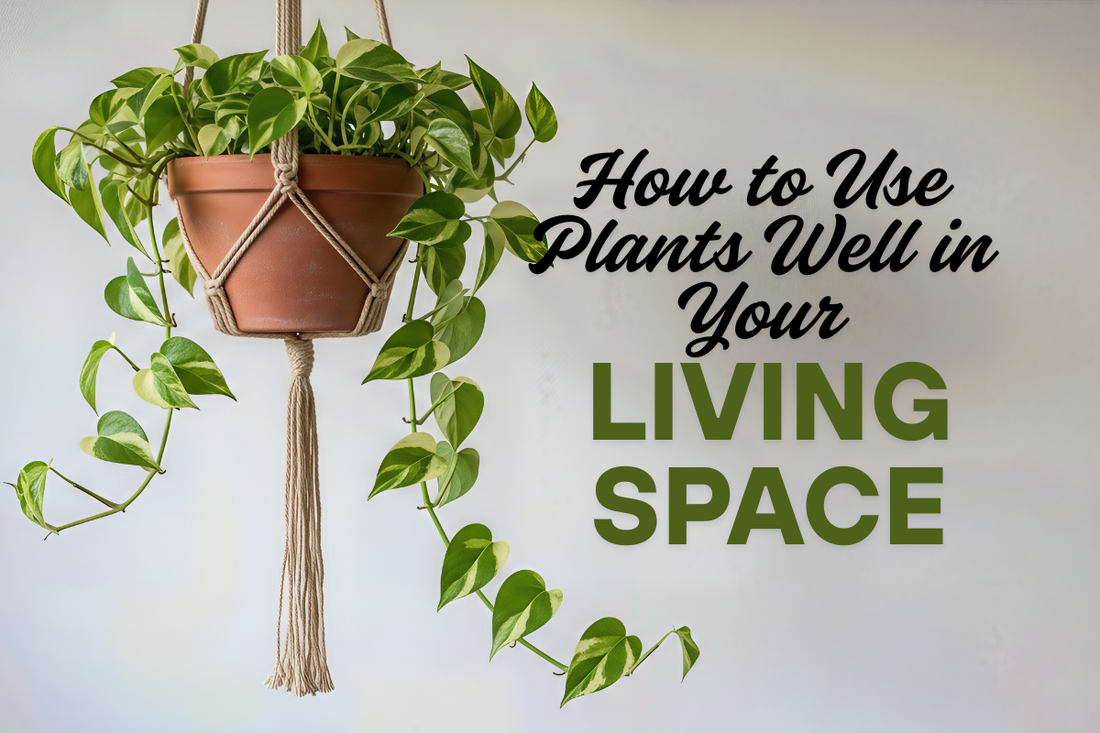 How to Use Plants Well in Your Living Space